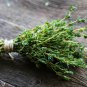 500 Thyme Herb Thymus Seeds