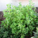 200 Majoram Sweet Origanum Herb Seeds