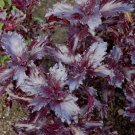 100 Basil Sweet Purple Ruffles Ocimum Herb Seeds