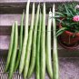 10 Heirloom Snake Cucuzza Zuchetta Squash Seeds