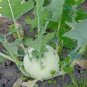 80 Kohlrabi Gigante Cabbage Bulb Brassica Seeds