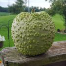 8 French Heirloom Bule Warted Hard Gourd Seeds