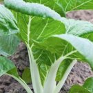 100 Prize Choi Bok Choi Asian Cabbage Brassica Seeds