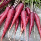 50 Heirloom Carrot Dragon Carota Seeds