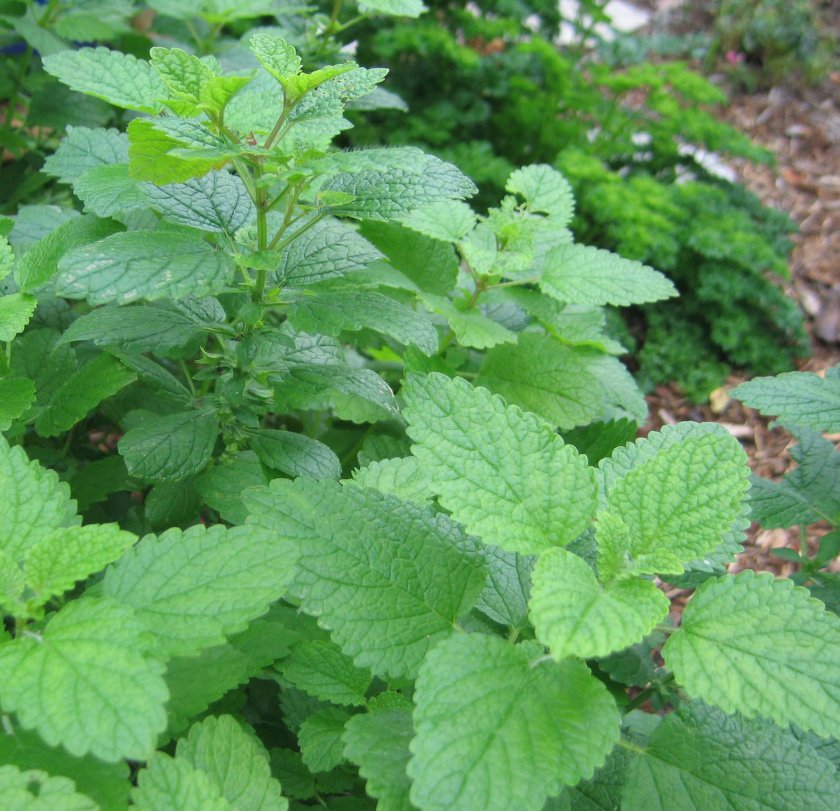 200 Lemon Balm Herb Melissa Seeds