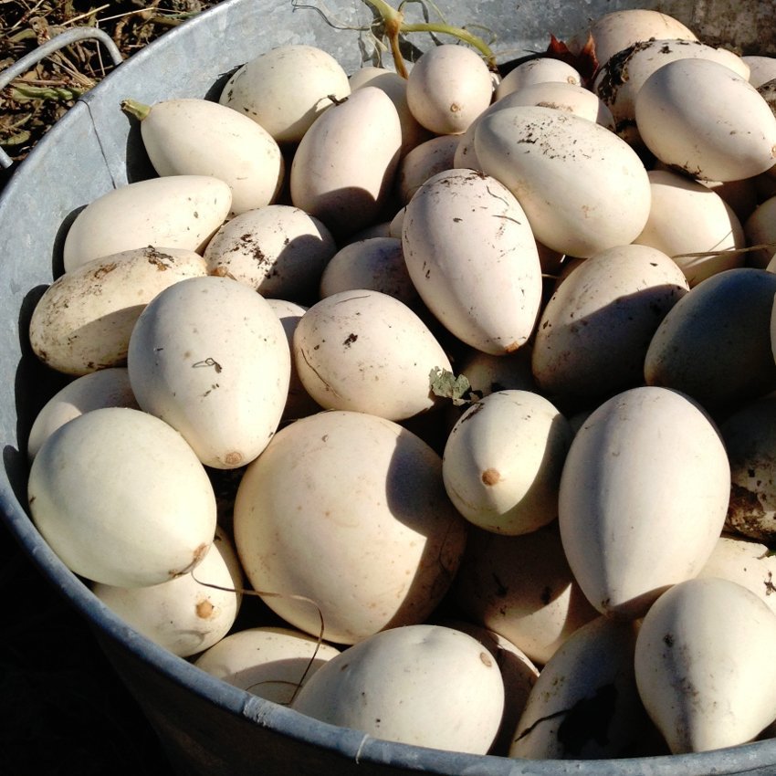 10 Ornamental Nest Egg Gourd Cucurbita Seeds