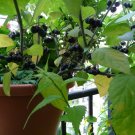 30 True Wonderberry Sunberry Seeds
