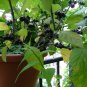 30 True Wonderberry Sunberry Seeds