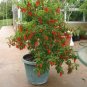 25 Ghost Pepper Bhut Jolokia Seeds