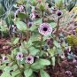 25 Wild Calico Monkey Flower Mimulus Diplacus Seeds