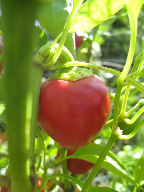 30 Red Cherry Bomb Chili Pepper Seeds