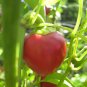 30 Red Cherry Bomb Chili Pepper Seeds