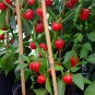 30 Red Cherry Bomb Chili Pepper Seeds