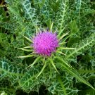 100 Purple Milk Thistle Silybum Seeds 100 Purple Milk Thistle Silybum Seeds