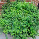 100 Greek Heirloom True Oregano Origanum Seeds