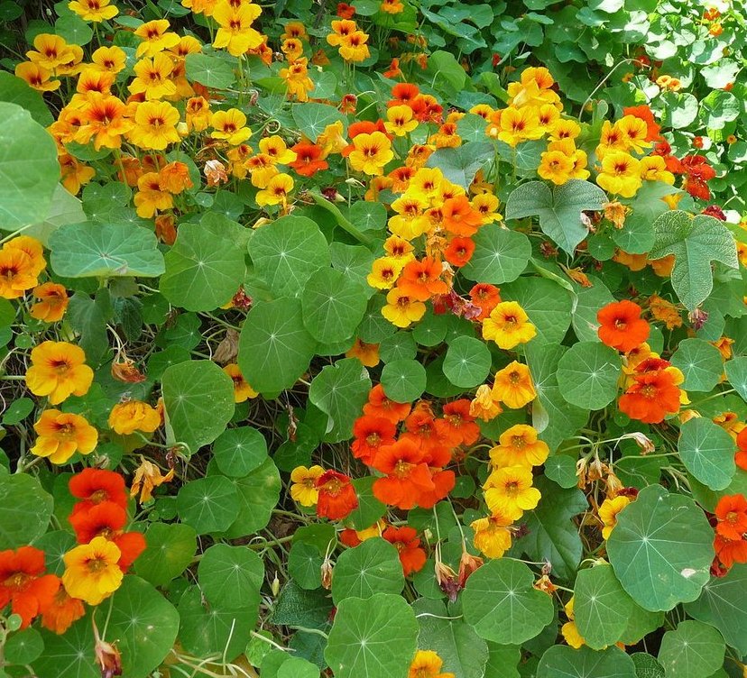 40 Nasturtium Trailing Tropaeolum Seeds