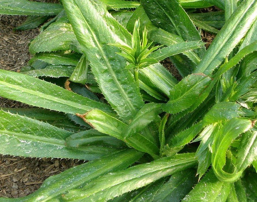 100 Culantro Leaf Recao Ngo gai Herb Eryngium Seeds