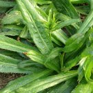 500 Culantro Leaf Recao Ngo gai Herb Eryngium Seeds