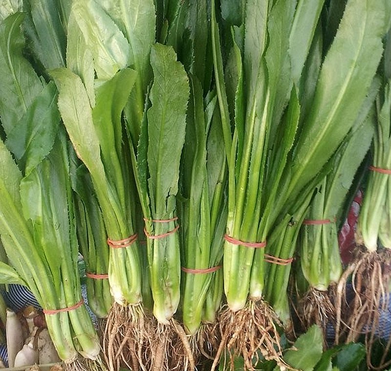 100 Culantro Leaf Recao Ngo gai Herb Eryngium Seeds