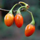 10 Rainforest Kangaroo Apple Solanum Seeds