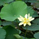 5 Wild American Lotus Water Lily Nelumbo lutea Seeds 5 Wild American Lotus Water Lily Nelumbo lutea Seeds