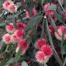 5 Pincushion Hakea Sea Urchin Bush Seeds 5 Pincushion Hakea Sea Urchin Bush Seeds