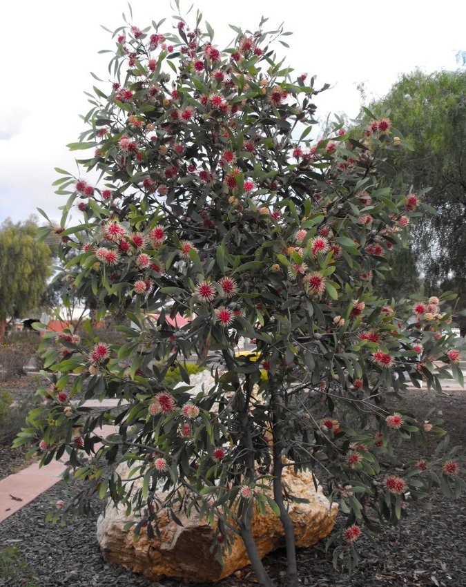 5 Pincushion Hakea Sea Urchin Bush Seeds