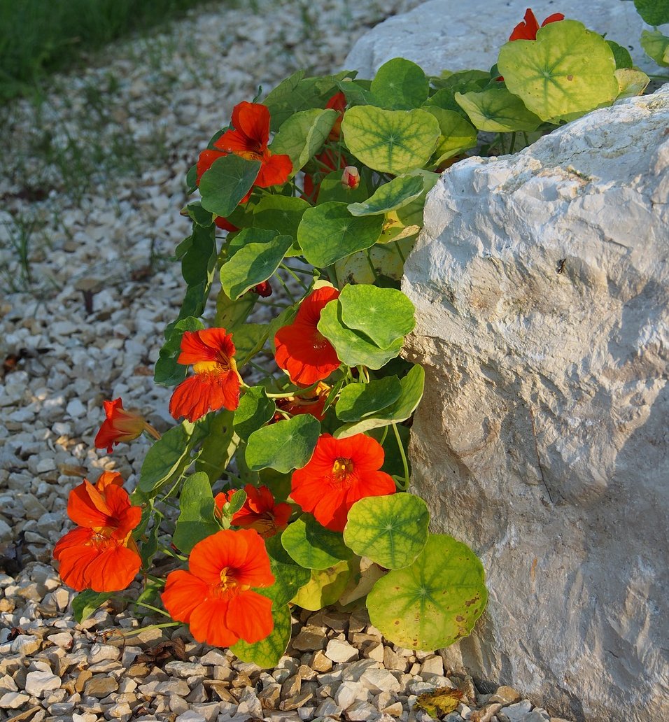 40 Nasturtium Trailing Tropaeolum Seeds