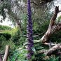 15 Tree Echium Giant Blue Viper's Bugloss Seeds