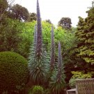 15 Tree Echium Giant Blue Viper's Bugloss Seeds 15 Tree Echium Giant Blue Viper's Bugloss Seeds