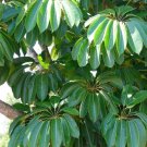 30 Showy Giant Umbrella Tree Schefflera Seeds