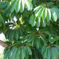 30 Showy Giant Umbrella Tree Schefflera Seeds