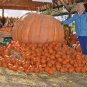 5 Dills Atlantic Giant Competition Pumpkin Seeds