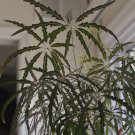 30 Spider Aralia False Aralia Dizygotheca Seeds