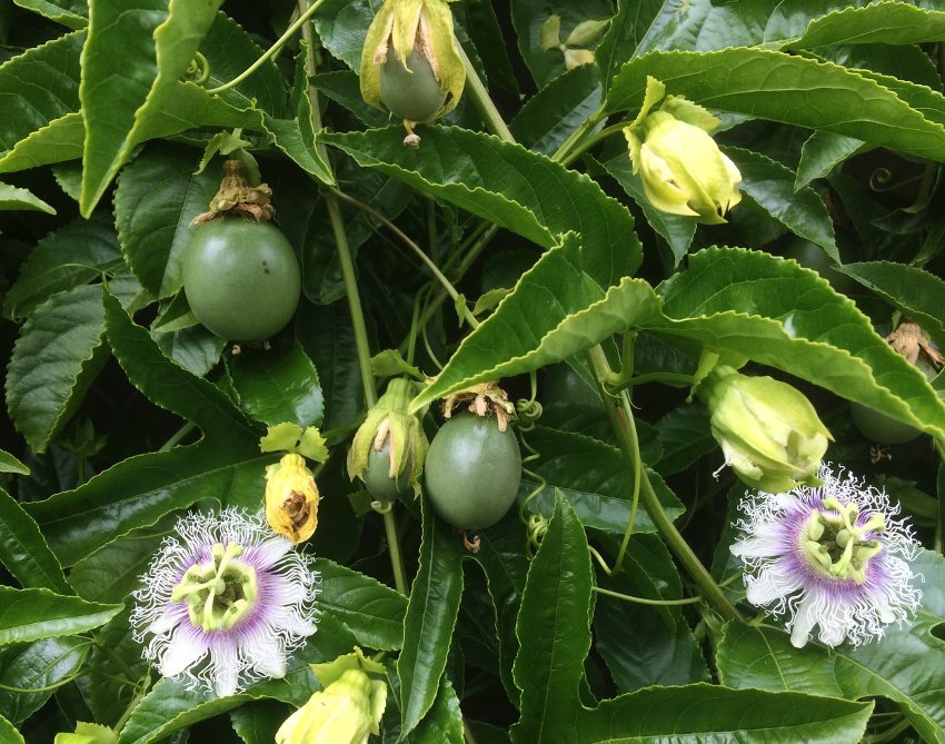 8 Purple Granadilla Passiflora edulis Seeds