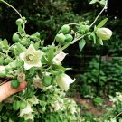 20 Poor Mans Ginseng Codonopsis Seeds