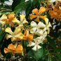 10 Sweet Shade Hymenosporum Seeds