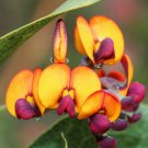 5 Orange Bookleaf Shrub Daviesia Seeds 5 Orange Bookleaf Shrub Daviesia Seeds