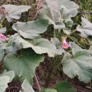 10 Native Unicorn Plant Devils Claw Proboscidea Seeds 10 Native Unicorn Plant Devils Claw Proboscidea Seeds