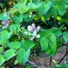 8 Pink Fairy Vine Climbing Bauhinia Phanera Seeds