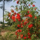 8 Showy Scarlet Red Wisteria Sesbania Seeds