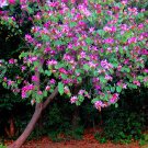 8 Butterfly Tree Purple Orchid Bauhinia Seeds