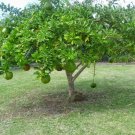 20 Calabash Gourd Tree Crescentia Seeds