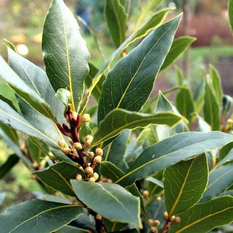 7 Bay Leaf Laurel Laurus Seeds