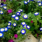 25 Blue Dwarf Morning Glory Convolvulus Seeds 25 Blue Dwarf Morning Glory Convolvulus Seeds