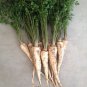 100 German Heirloom Hamburg Root Parsley Petroselinum Seeds