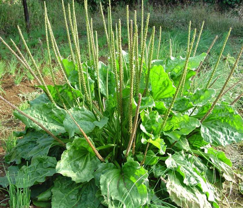 plantain herb seeds
