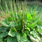 100 Broadleaf Plantain Herb Plantago Seeds