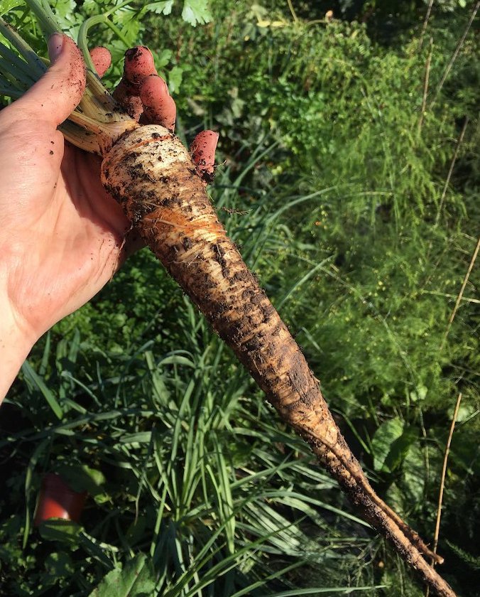 100 German Heirloom Hamburg Root Parsley Petroselinum Seeds