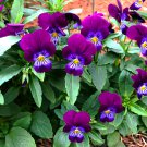 40 King Henry Pansy Viola Seeds 40 King Henry Pansy Viola Seeds